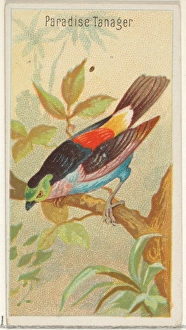 Paradise Tanager Birds Tropics series N5 Allen & Ginter Cigarettes Brands Paradise Tanager Birds Tropics series N5 Allen & Ginter Cigarettes Brands