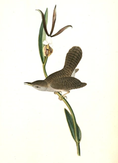 Parkmans Wren. Male. (Pogonia divaricata.), Audubon, John James, 1785-1851 Parkmans Wren. Male. (Pogonia divaricata.), Audubon, John James, 1785-1851