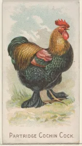 Partridge Cochin Cock Prize Game Chickens series Partridge Cochin Cock Prize Game Chickens series