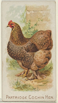 Partridge Cochin Hen Prize Game Chickens series Partridge Cochin Hen Prize Game Chickens series