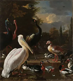 A Pelican Birds Pool Floating Feather Pelican A Pelican Birds Pool Floating Feather Pelican