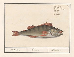 Perch Perca fluviatilis Baers Perca Perche title Perch Perca fluviatilis Baers Perca Perche title