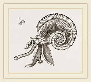 Natural History Museum Exhibits Prints: Perons Atlanta