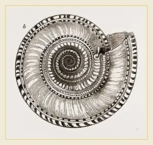 Natural History Museum Exhibits Prints: Perspective Solarium