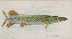 Pickerel Fish American Waters series N8 Allen & Ginter Cigarettes Brands Pickerel Fish American Waters series N8 Allen & Ginter Cigarettes Brands