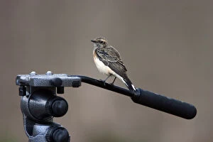 Images Dated 19th October 2003: Pied Wheatear, Oenanthe pleschanka, Germany