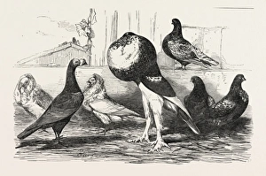 Pigeons Exhibited by the Philoperisteron Society: Mr. Parkinsons Carrier, Jacobins Pigeons Exhibited by the Philoperisteron Society: Mr. Parkinsons Carrier, Jacobins