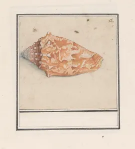 Pink wing horn Strombus gigas Numbered top right Pink wing horn Strombus gigas Numbered top right