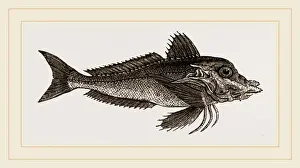 Plant Biology Images Prints: Piper