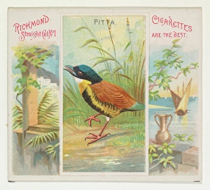 Pitta Birds Tropics series N38 Allen & Ginter Cigarettes Pitta Birds Tropics series N38 Allen & Ginter Cigarettes