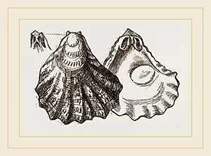 Nature Photography Collection Prints: Plicatula