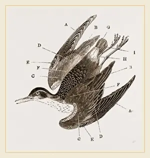 Bird Plumage Prints: Plumage of Bird