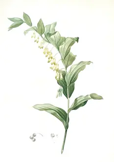 Polygonatum Multiflorum Prints: Polygonatum multiflorum, Polygonatum multiflore; Eurasian Solomons Seal, Redoute