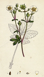 Potentilla rupestris; Strawberry-flowered Cinquefoil Potentilla rupestris; Strawberry-flowered Cinquefoil