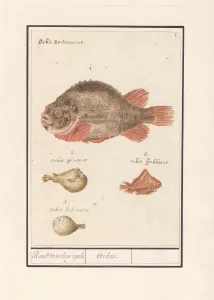 Puffer fish Tetraodontidae Around fishing hedgehogs Puffer fish Tetraodontidae Around fishing hedgehogs