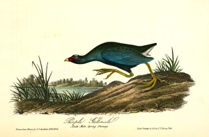 Purple Gallinule. Adult Male, Spring plumage., Audubon, John James, 1785-1851 Purple Gallinule. Adult Male, Spring plumage., Audubon, John James, 1785-1851