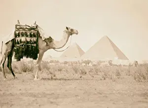 Pyramid Landscape Photography Prints: Pyramids Gizeh Three Pyramds camel close foreground
