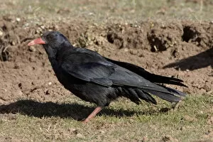 Images Dated 18th February 2006: Pyrrhocorax pyrrhocorax, Red-billed Chough