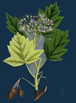 Images Dated 2013 June: Wild Service-tree Print - Pyrus torminalis