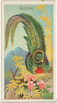 Quetzal Birds Tropics series N5 Allen & Ginter Cigarettes Brands Quetzal Birds Tropics series N5 Allen & Ginter Cigarettes Brands
