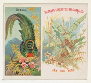 Quezal Birds Tropics series N38 Allen & Ginter Cigarettes Quezal Birds Tropics series N38 Allen & Ginter Cigarettes
