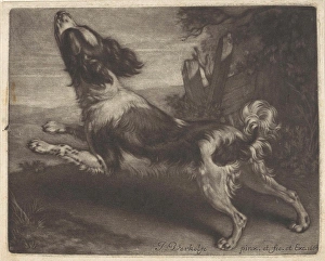 Racing dog, possibly a spaniel, Jan Verkolje I, 1684 Racing dog, possibly a spaniel, Jan Verkolje I, 1684