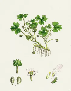 Ranunculus tripartitus; Three-lobed Water-crowfoot Ranunculus tripartitus; Three-lobed Water-crowfoot