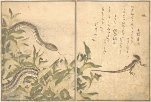 Rat Snake Hebi Lizard Skink Tokage Picture Book Rat Snake Hebi Lizard Skink Tokage Picture Book