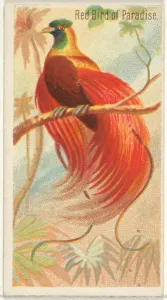Red Bird Paradise Birds Tropics series N5 Allen & Ginter Cigarettes Brands Red Bird Paradise Birds Tropics series N5 Allen & Ginter Cigarettes Brands