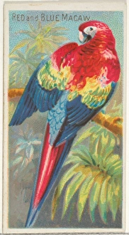 Red Blue Macaw Birds Tropics series N5 Allen & Ginter Cigarettes Brands Red Blue Macaw Birds Tropics series N5 Allen & Ginter Cigarettes Brands