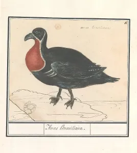 Red-breasted Goose Branta ruficollis Anas Brasiliana Red-breasted Goose Branta ruficollis Anas Brasiliana