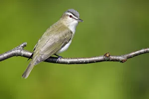 Images Dated 9th June 2006: Red-eyed Vireo, Vireo olivaceus, United States