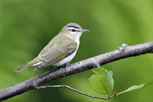 Images Dated 9th June 2006: Red-eyed Vireo, Vireo olivaceus, United States