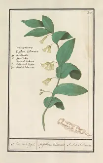 Polygonatum Multiflorum Prints: Regular Solomon Seal Polygonatum multiflorum