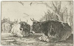 Resting cows Animals series title Zoographiam Resting cows Animals series title Zoographiam