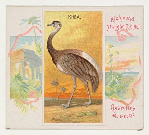 Rhea Birds Tropics series N38 Allen & Ginter Cigarettes Rhea Birds Tropics series N38 Allen & Ginter Cigarettes