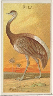 Rhea Birds Tropics series N5 Allen & Ginter Cigarettes Brands Rhea Birds Tropics series N5 Allen & Ginter Cigarettes Brands