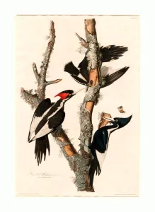 Robert Havell after John James Audubon, Ivory-billed Woodpecker, American, 1793 - 1878 Robert Havell after John James Audubon, Ivory-billed Woodpecker, American, 1793 - 1878