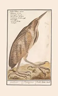 Print of a Bittern (Botaurus stellaris) in watercolor and ink on paper