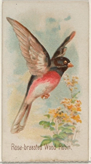 Rose-breasted Wood Robin Song Birds World series Rose-breasted Wood Robin Song Birds World series
