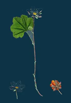 Nature Photography Botany Prints: Rubus Chamaemorus; Cloudberry
