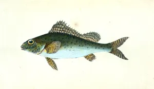 Ruffe, Perca cernua, 1803, British fishes, Donovan, E. (Edward), 1768-1837, (Author) Ruffe, Perca cernua, 1803, British fishes, Donovan, E. (Edward), 1768-1837, (Author)