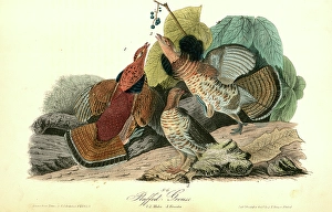 Ruffed Grouse. 1. 2. Males. 3. Females., Audubon, John James, 1785-1851 Ruffed Grouse. 1. 2. Males. 3. Females., Audubon, John James, 1785-1851