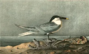 Sandwich Tern. Adult., Audubon, John James, 1785-1851 Sandwich Tern. Adult., Audubon, John James, 1785-1851