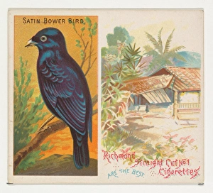 Satin Bower Bird Birds Tropics series N38 Allen & Ginter Cigarettes Satin Bower Bird Birds Tropics series N38 Allen & Ginter Cigarettes