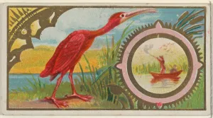 Scarlet Ibis Game Birds series N13 Allen & Ginter Cigarettes Brands Scarlet Ibis Game Birds series N13 Allen & Ginter Cigarettes Brands