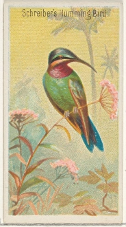 Schreiber Hummingbird Birds Tropics series N5 Schreiber Hummingbird Birds Tropics series N5