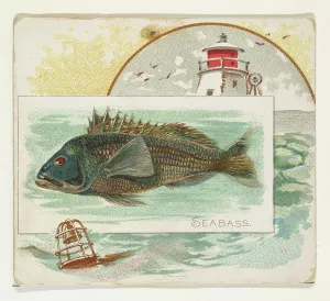 Sea Bass Fish American Waters series N39 Allen & Ginter Cigarettes Sea Bass Fish American Waters series N39 Allen & Ginter Cigarettes
