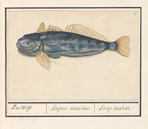 Sea wolf Anarhichas lupus Sea Wolf Lupus marinus Sea wolf Anarhichas lupus Sea Wolf Lupus marinus