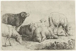 Sheep Animals series title Zoographiam sheep Sheep Animals series title Zoographiam sheep